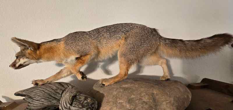 Grey Fox Full Body Standing Taxidermy Mount