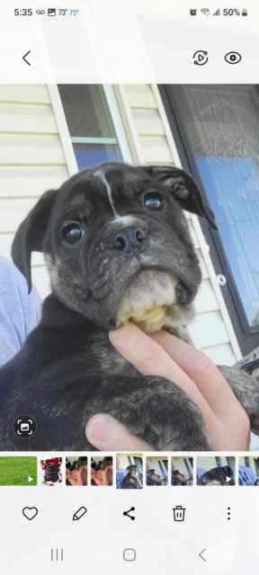 Olde English Bulldog pup 